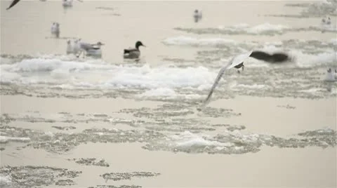 Seagulls over Icy River 05 with sound Stock Footage 10753012