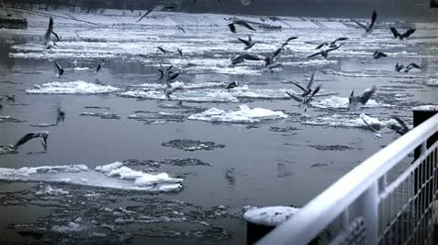 Seagulls over Icy River 07 Stock Footage 10751491