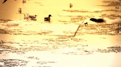 Seagulls over Icy River 16 city stylized with sound Stock-Footage 10755045