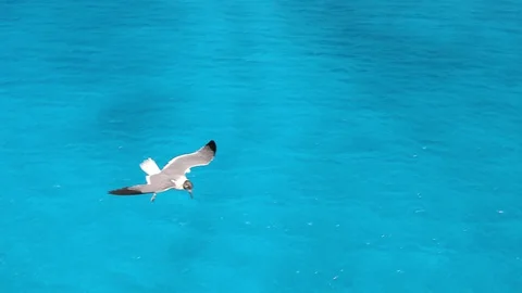 Seagulls over the islands1. CocoCay Stock Footage 128761418