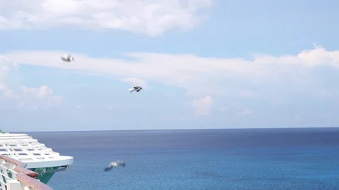 Seagulls over the islands2 Stock Footage 128761754