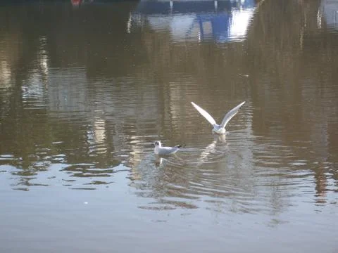 Seagulls Over the River 스톡 사진