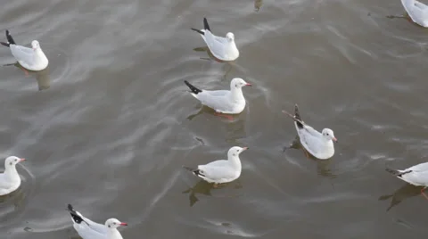 Seagulls over the sea Stock Footage 46206706
