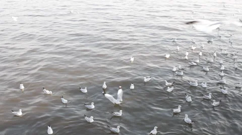 Seagulls over the sea Stock Footage 46214082