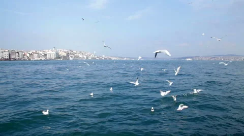 Seagulls over sea Stock Footage 48338528