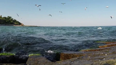 Seagulls over sea 動画素材 84605704