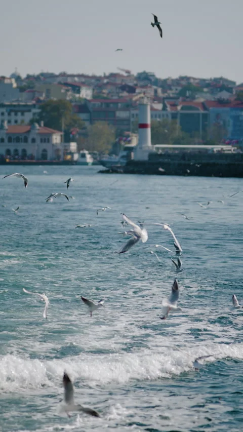 Seagulls over the sea Video stock 233325879