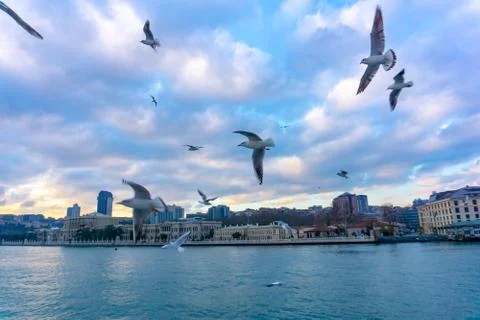 Seagulls over the sea Stock Photos