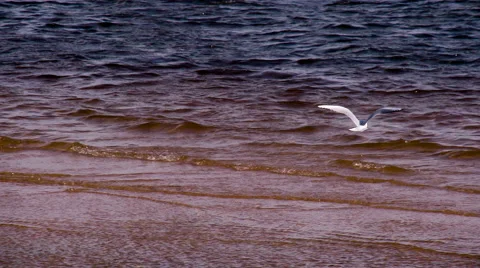 Seagulls Over the Surf HD Pro Stock Footage 68335349