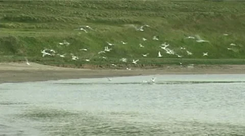 Seagulls over the water Video stock 9118467