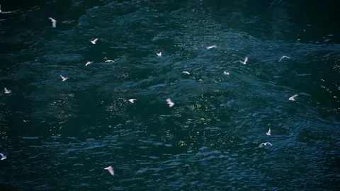 Seagulls over water Stock Footage 315714122