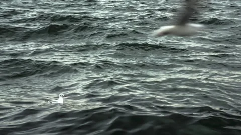 Seagulls over water. Strait of Bosphorus in Istanbul city Stock Footage 150070207