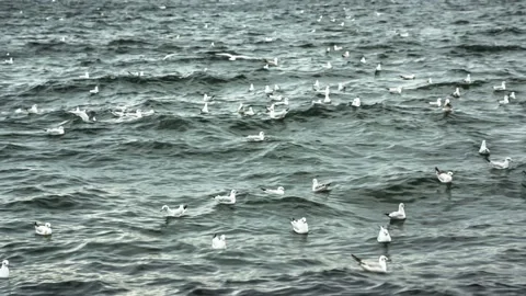 Seagulls over water. Strait of Bosphorus in Istanbul city Stock Footage 150070211