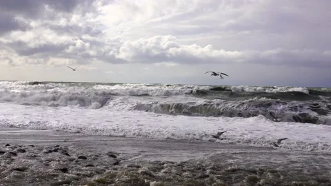 Seagulls over the waves Stock Footage 151052783
