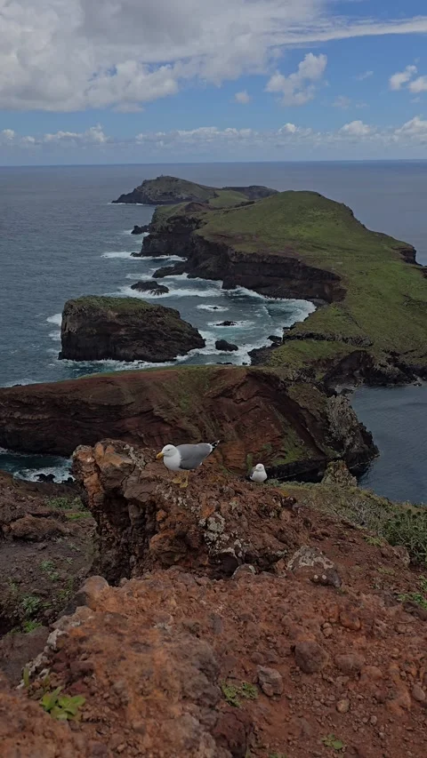 Seagulls overlook the dramatic cliffs of Ponta de São Lourenço, Madeira. Stock Footage 310025594