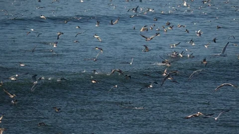 Seagulls on the Pacific Ocean Vídeos de archivo 307475207