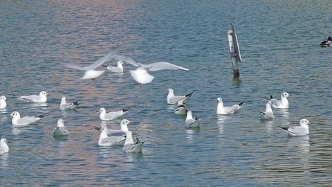 Seagulls pack flying over lake in slow motion Stock Footage 73739449