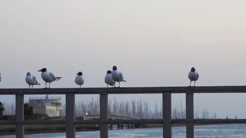 Seagulls on the parapet of the bridge Vidéo 176083763