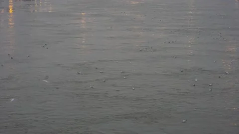 Seagulls in Paris, night Stock Footage 194976930