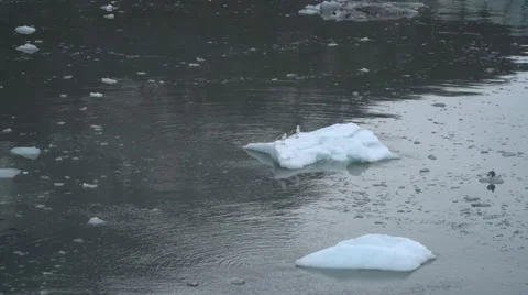 Seagulls Perch on an Iceberg Vidéo 65200203