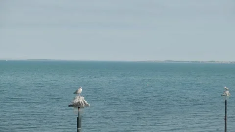 Seagulls perch on lamp posts overlooking the calm ocean waters Stockbeeldmateriaal 306394276