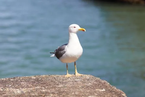 Seagulls perched on the hand rail of the pier Stock Photos