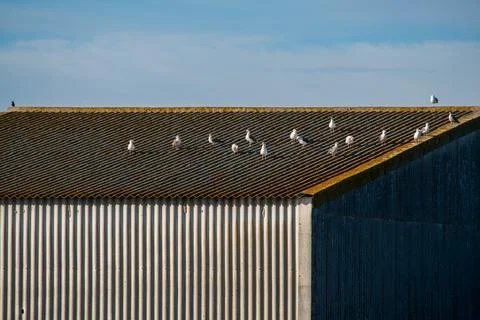 Seagulls Perched on Isla Mayor Tool Shed in Sevilla Stock Photos