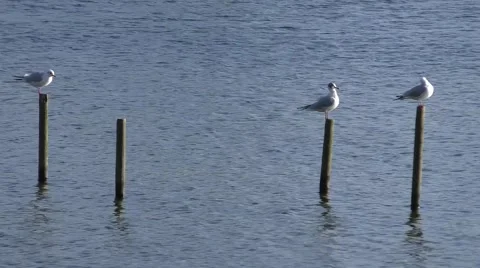 Seagulls perched on posts Video stock 46629010