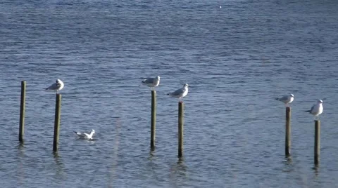 Seagulls perched on posts Stock Footage 46629097