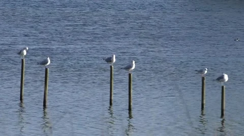 Seagulls perched on posts Stock Footage 46629548