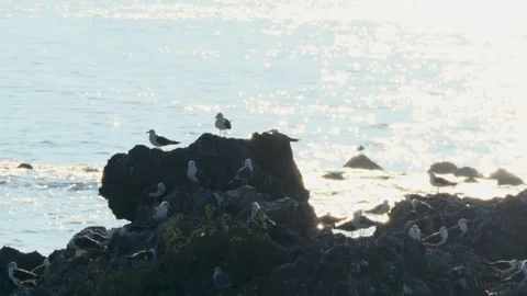 Seagulls perched on rocks Stock Footage 247587409
