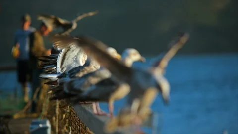 Seagulls perched in a row on a pier. Stock Footage 88368342