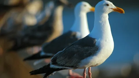 Seagulls perched in a row on a pier. Video stock 88368365