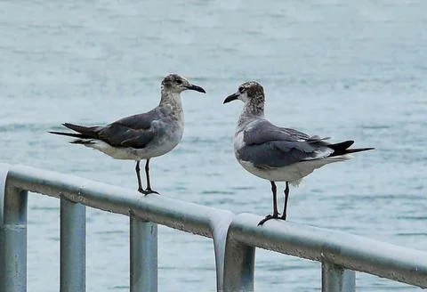 Seagulls perched on top of a railing Stock Photos