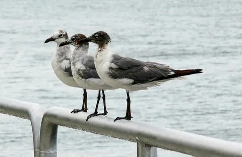 Seagulls perched on top of a railing Stock Photos