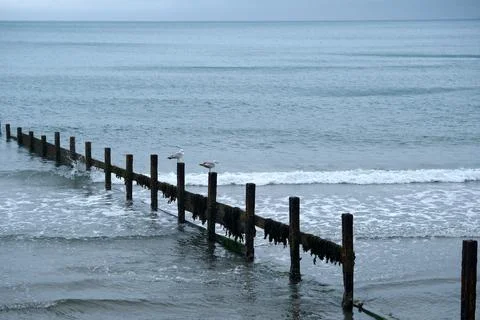 Seagulls perched on weathered posts along the serene coastline at dusk near.. Stock Photos