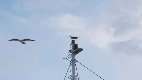 Seagulls Perching and Flying Off a Ship Mast at Oita Port Vídeos de archivo 333610743