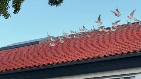 Seagulls perching on rooftop, Low angle view of birds perching on building again Stock Footage 281787305