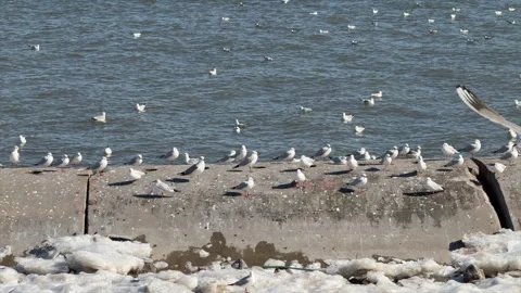 Seagulls perching on snow covered beach Stock Footage 328093591
