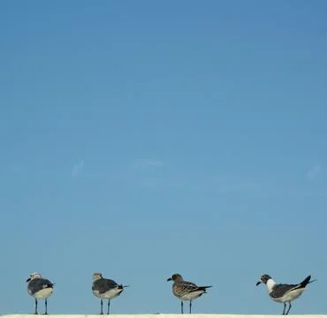 Seagulls Stock Photos