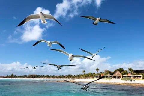 Seagulls Stock Photos