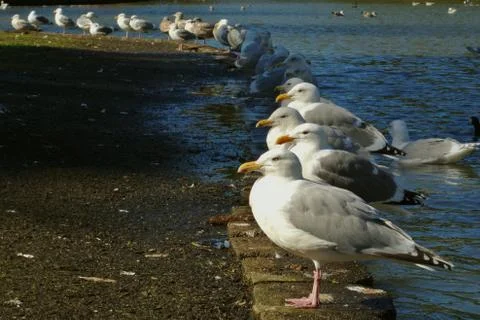 Seagulls Stock Photos
