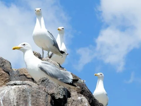 Seagulls Stock Photos