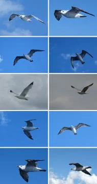 Seagulls Stock Photos