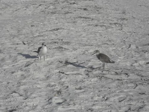 Seagulls 스톡 사진