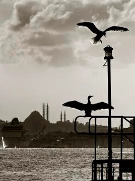 Seagulls Stock Photos