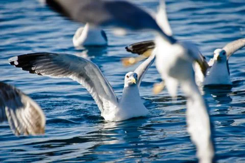 Seagulls Stock Photos