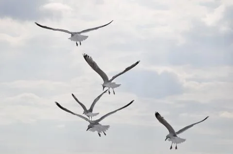 Seagulls Stock Photos