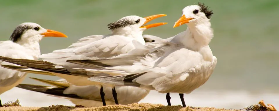 Seagulls Stock Photos