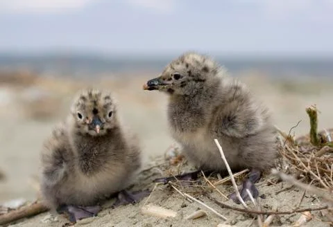 Seagulls Stock Photos